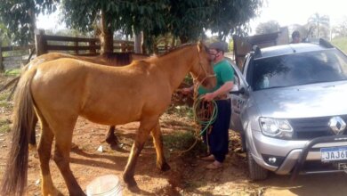 Foto de CACHOEIRA DO SUL. Prefeitura realiza chipagem e resenha de cavalos achados amarrados em trevos