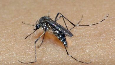 Foto de SAÚDE. Chega a 56 o número de óbitos por dengue no Rio Grande do Sul este ano. Confira os sintomas